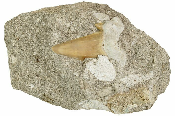 Otodus Shark Tooth Fossil in Rock - Eocene #230926